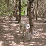 Un Irish Wolfhound portant un collier autour du cou et ayant la langue pendante 
