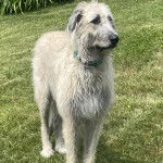 Un Irish Wolfhound sur une surface gazonnée et portant un collier autour du cou