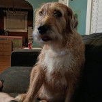 Un Irish Wolfhound allongé sur un canapé et semblant détendu 