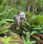 Un Irish Wolfhound ayant la langue pendante et regardant vers la caméra 