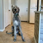 Un Irish Wolfhound assis sur un sol carrelé et portant un collier autour du cou