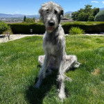 Un Irish Wolfhound assis sur un surface gazonnée et portant un collier autour du cou