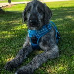 Un Irish Wolfhound allongé sur une surface herbacée et portant un harnais 