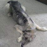 Un Irish Wolfhound allongé sur une moquette 