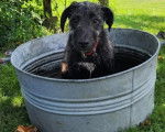 Un Irish Wolfhound assis dans une bassine et portant un collier autour du cou