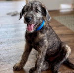 Un Irish Wolfhound assis sur un plancher et portant un collier autour du cou
