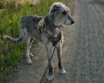 Un Irish Wolfhound sur une route et qui est tenu en laisse