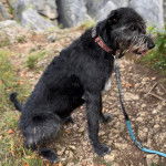 Un Irish Wolfhound tirant la langue et qui est tenu en laisse 