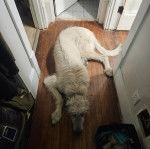 Un Irish Wolfhound allongé sur un plancher et semblant détendu