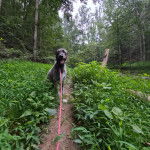 Un Irish Wolfhound allongé sur un terrain herbeux et qui est tenu en laisse