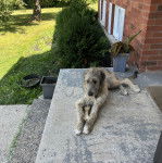 Un Irish Wolfhound allongé sur une surface bétonnée 