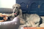 Un Irish Wolfhound allongé dans un appartement et portant un collier autour du cou