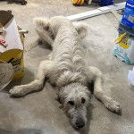 Un Irish Wolfhound allongé sur une surface bétonnée et semblant détendu