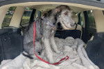 Un Irish Wolfhound assis dans le coffre d'une  voiture
