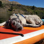 Un Irish Wolfhound allongé et portant un harnais 