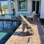 Un Irish Wolfhound assis devant une piscine 
