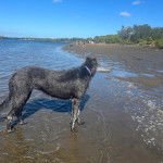 Un Irish Wolfhound dans l'eau et portant un collier autour du cou
