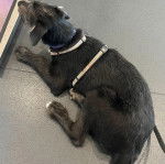Un Irish Wolfhound allongé sur une surface bétonnée et portant un harnais