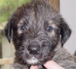 Jake - Irish Wolfhound Mâle (6 ans)