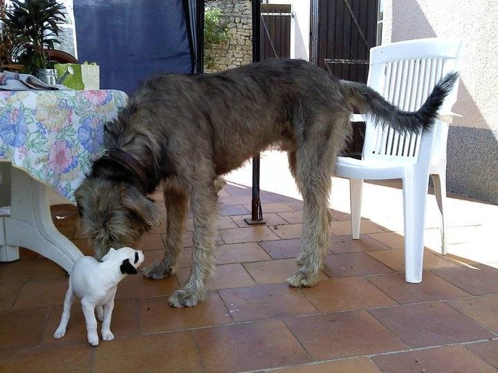 dilinger - Irish Wolfhound Mâle (4 ans)