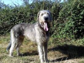 dilinger - Irish Wolfhound Mâle (4 ans)