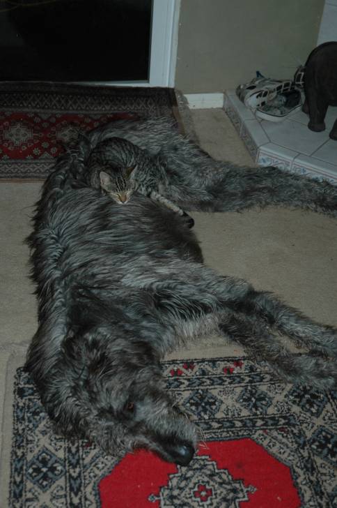 bob - Irish Wolfhound Mâle (7 ans)