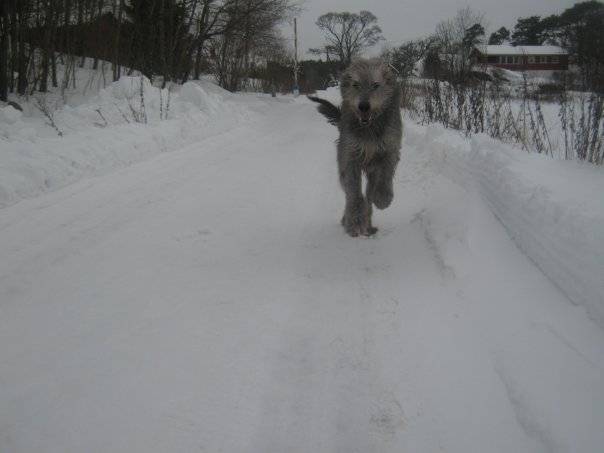 Loke - Irish Wolfhound Mâle (Autre)