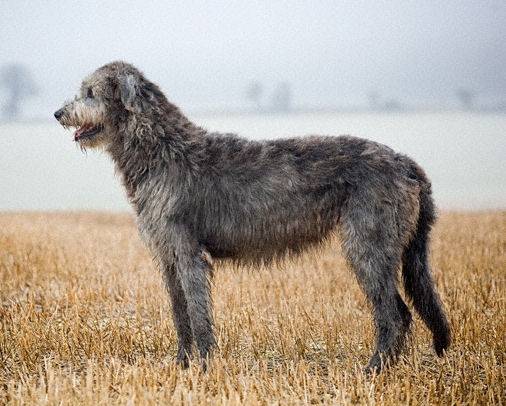 Irish Wolfhound - Irish Wolfhound