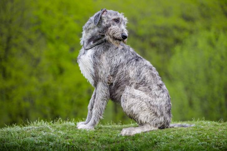 Un Irish Wolfhound gris assis dans l'herbe