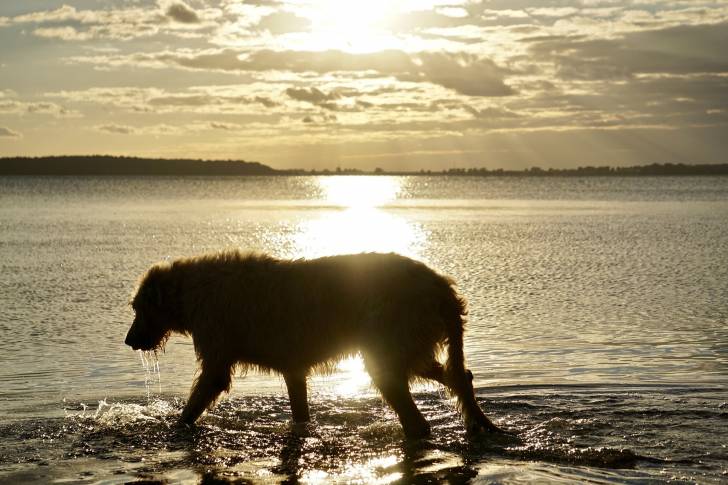 Photo Irish Wolfhound
