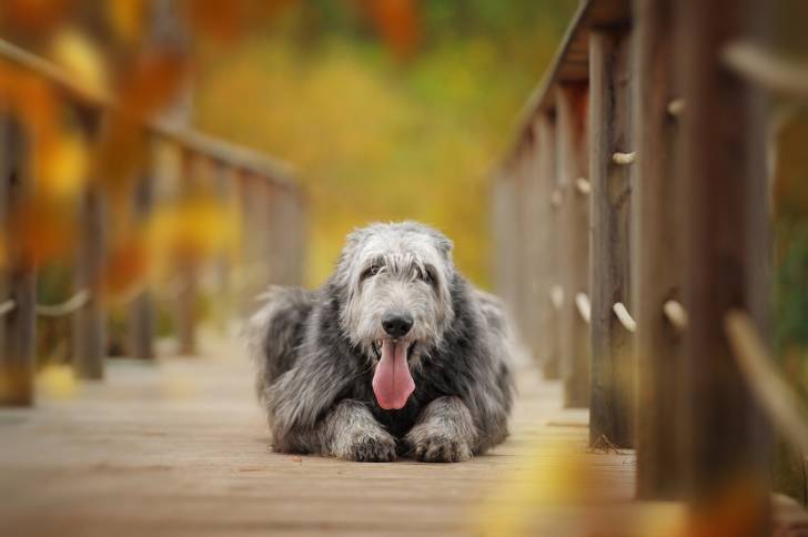 Photo Irish Wolfhound