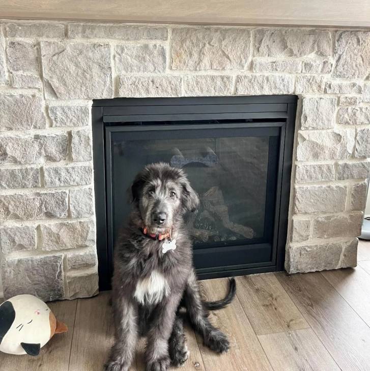Un Irish Wolfhound assis sur un plancher et portant un collier autour du cou