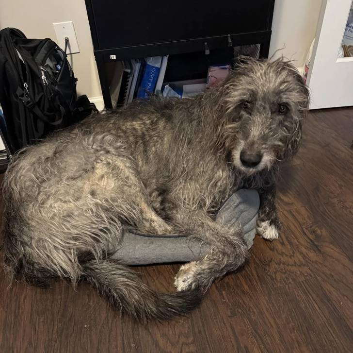 Un Irish Wolfhound allongé dans un panier 