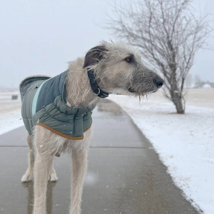 Un Irish Wolfhound sur une surface bétonnée et portant un collier autour du cou