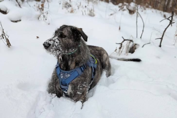 Un Irish Wolfhound sur une surface enneigée et portant un harnais 