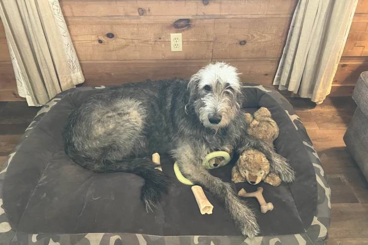 Un Irish Wolfhound allongé dans un panier et regardant vers la caméra 