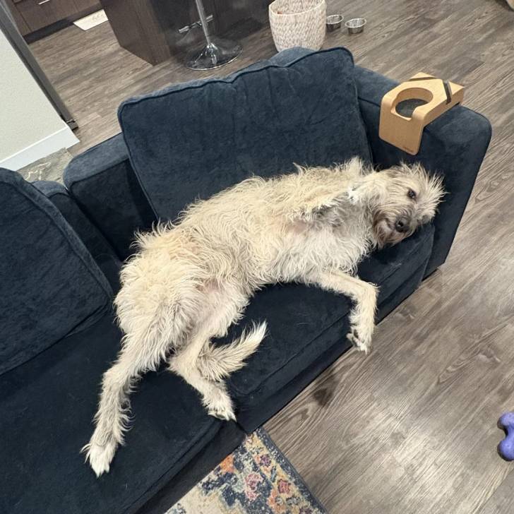 Un Irish Wolfhound allongé sur un canapé et semblant détendu 