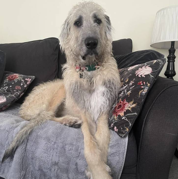 Un Irish Wolfhound allongé sur un canapé et portant un collier autour du cou