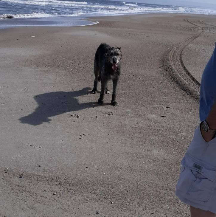 Un Irish Wolfhound sur une surface sableuse 