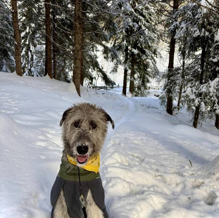 Un Irish Wolfhound assis sur une surface enneigée et qui est tenu en laisse 