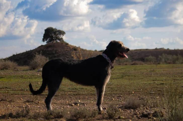 Un Irish Wolfhound sur une surface herbacée et portant un collier autour du cou