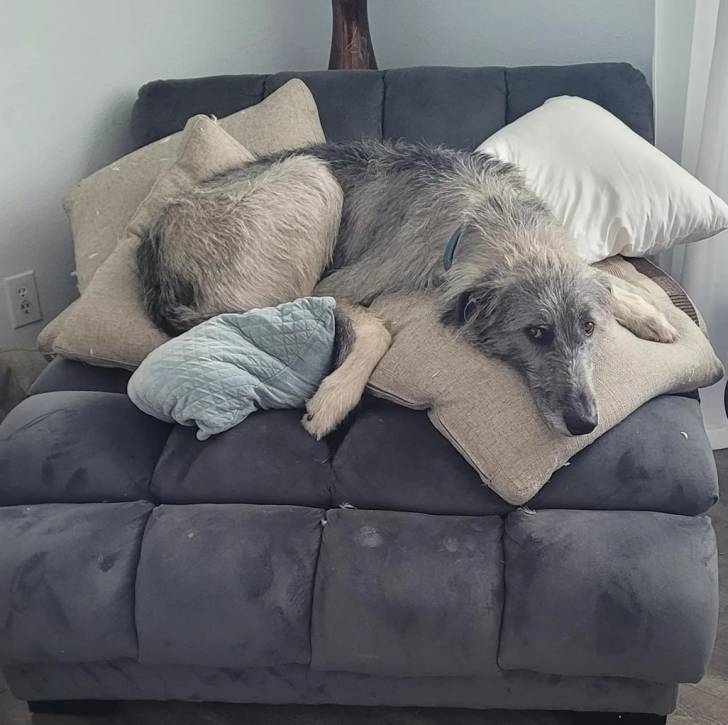 Un Irish Wolfhound allongé sur un canapé et semblant détendu 
