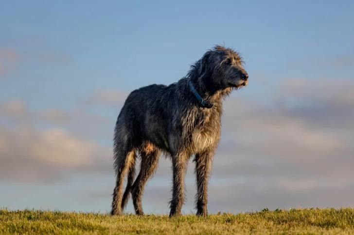 Un Irish Wolfhound sur un terrain herbeux et portant un collier autour du cou