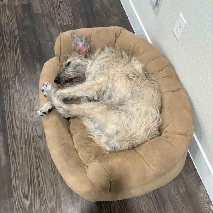 Un Irish Wolfhound allongé dans un panier et semblant détendu