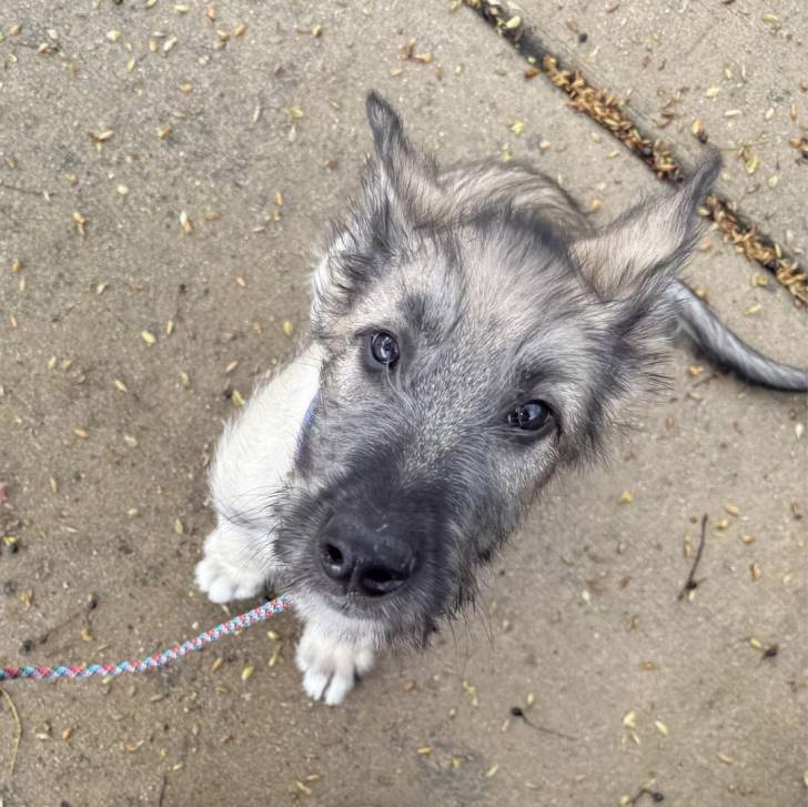 Un Irish Wolfhound assis sur une surface bétonnée et qui est tenu en laisse 