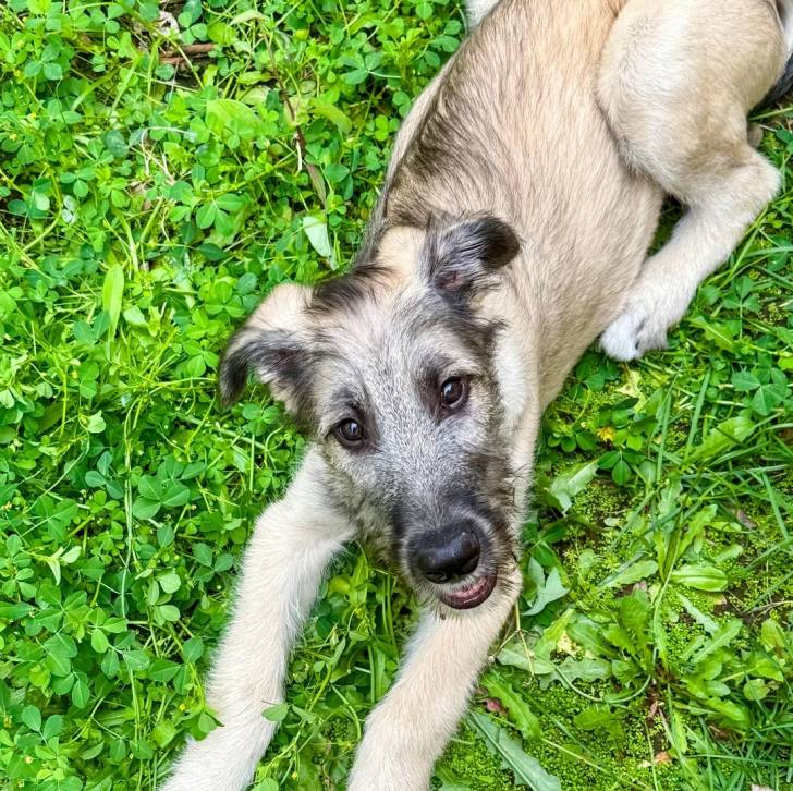 Un Irish Wolfhound allongé sur une surface herbacée et regardant vers la caméra 