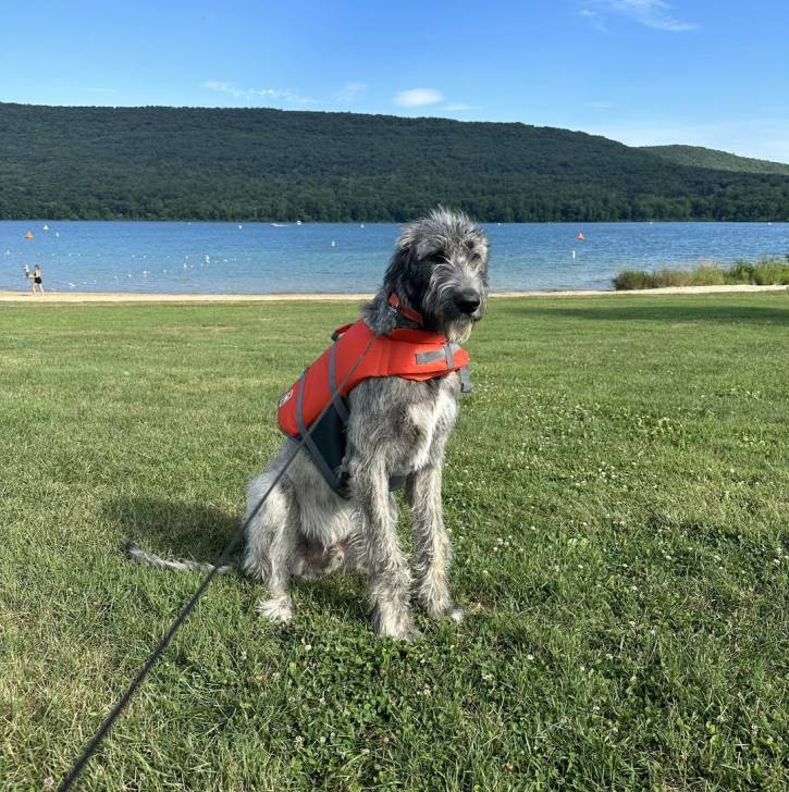 Un Irish Wolfhound assis sur une surface herbacée et qui est tenu en laisse 