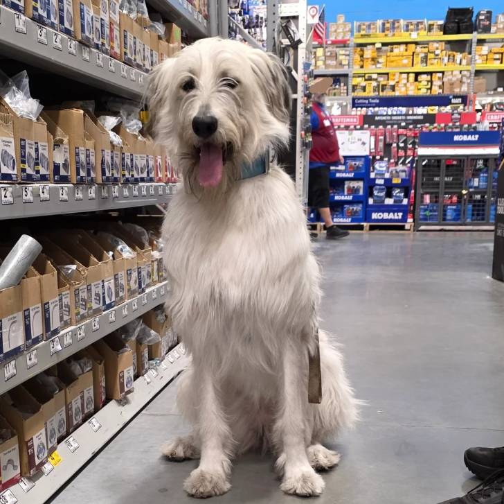 Un Irish Wolfhound ayant la langue pendante et qui est tenu en laisse 