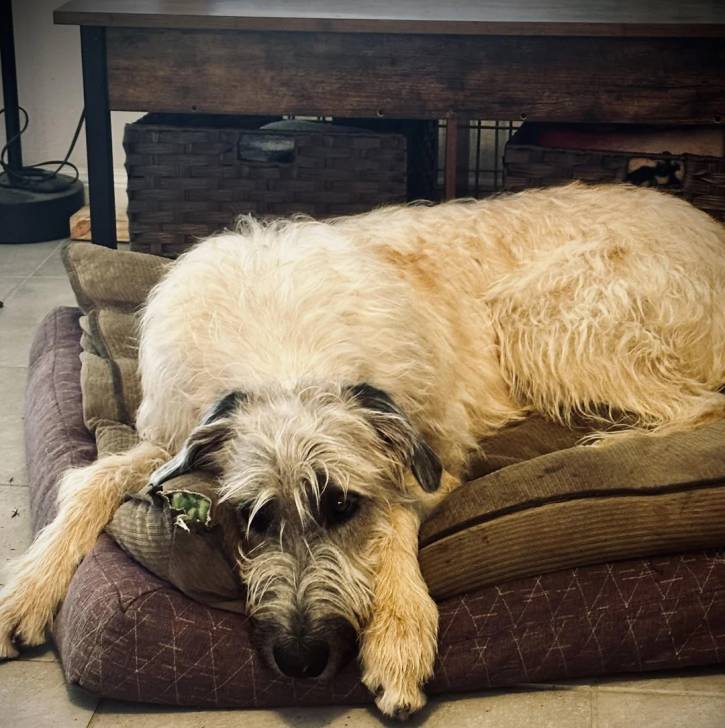 Un Irish Wolfhound allongé dans un panier 