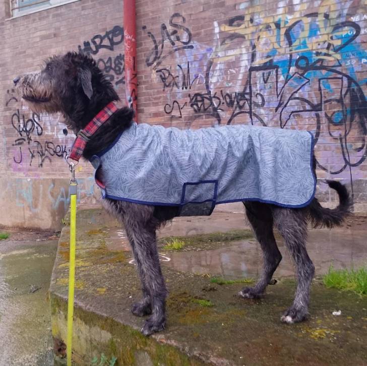 Un Irish Wolfhound sur une surface bétonnée et qui est tenu en laisse 
